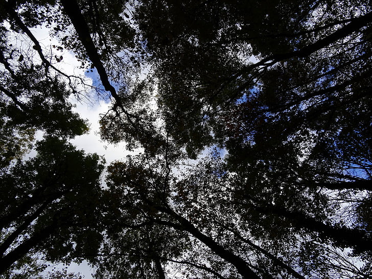 forest, trees, sky, clouds, nature