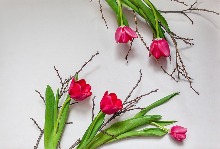 podružnica, cvetje, tulipani