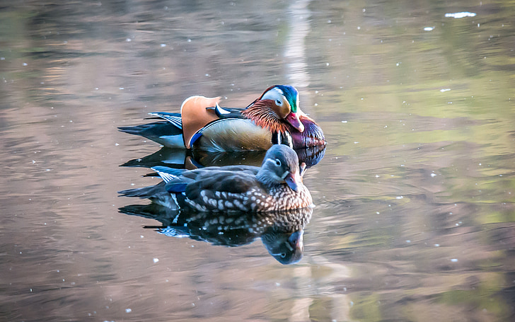 mandarin ducks, duck, colorful, males, female, pair of ducks, pair