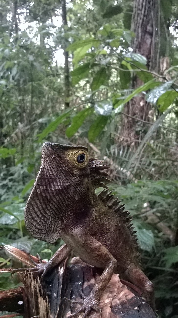 mata, iguana, sălbatice