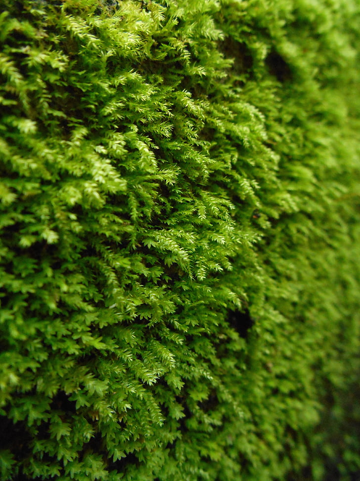 Moss, anlegget, hage, natur, våren, grønn