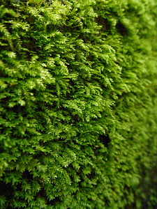 Moss, plante, gradina, natura, primavara, verde