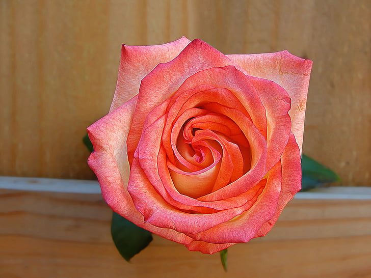 Rosa, květ, růžová, Příroda, růže - květ, okvětní lístek, závod