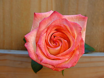 Rosa, kvet, ružová, Príroda, ruža - kvet, Petal, rastlín