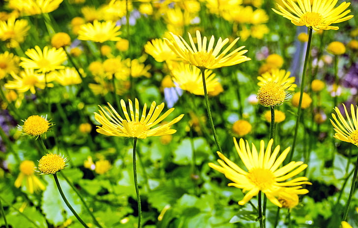 flor, flor, floración, amarillo, Asteraceae doronicum orientale, primavera