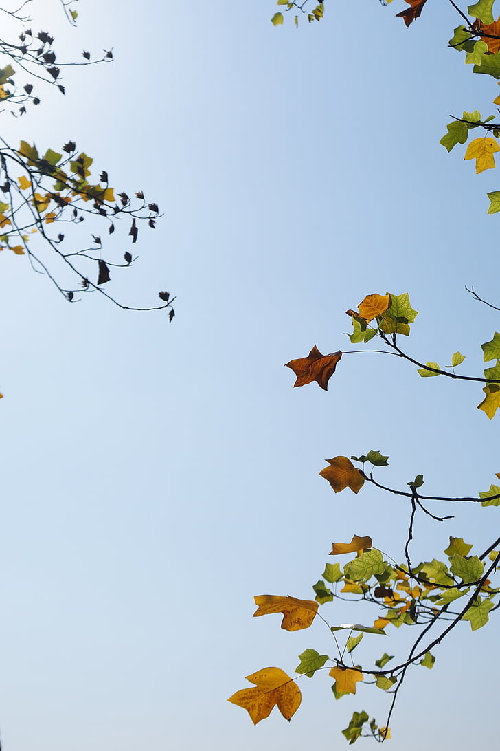 the leaves, sky, sunshine, autumn, branch, tree, nature