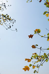 de bladeren, hemel, zon, herfst, tak, boom, natuur