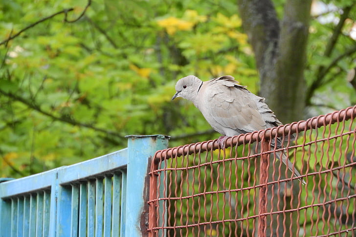 Streptopelia decaocto, Dove, fågel på ett staket, duva