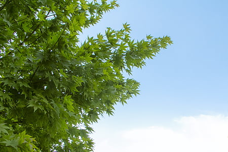 maple, the scenery, sky, plant, tree, green leaf