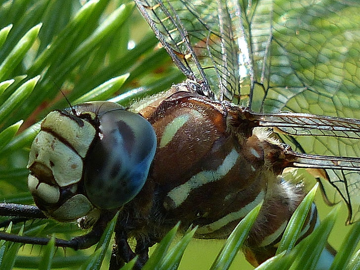 Dragonfly, blå, svart, brun, makro, hodet, insekt