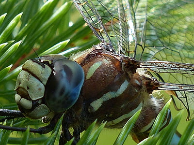 Dragonfly, blå, svart, brun, makro, huvud, insekt