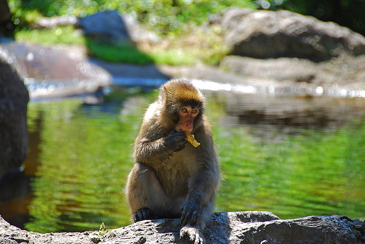 makake, macaco, fotografia da vida selvagem, Primaz, comer, criatura, um animal