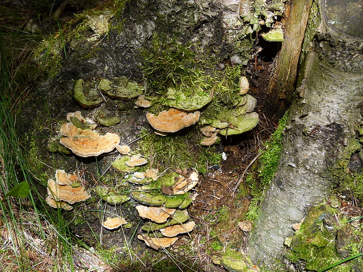 fungo, cogumelo, fungos, árvore, xilobionten, natureza, fungo de árvore