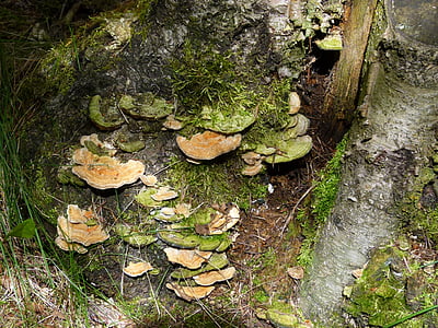 jamur, jamur, jamur, pohon, xilobionten, alam, pohon jamur