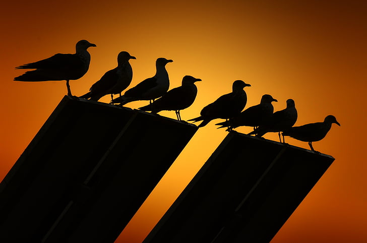 seagulls, backlight, birds, bird, sunset, silhouette, black color