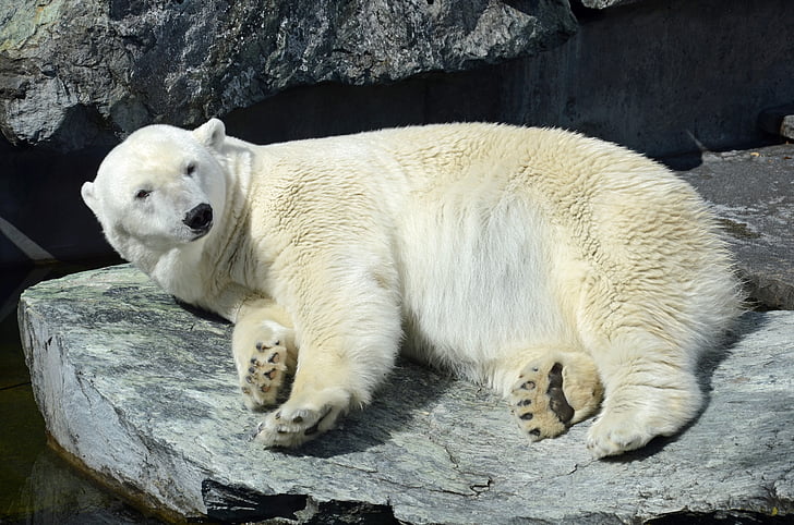 urso polar, jardim zoológico, urso branco, animal, Stuttgart, um animal, vida selvagem animal