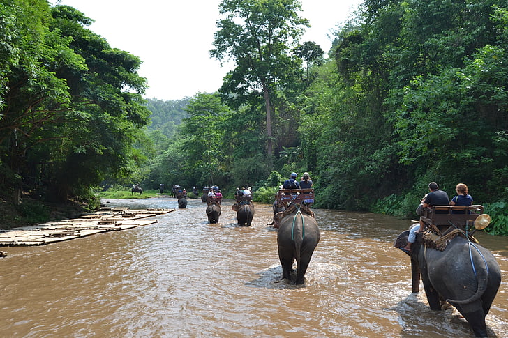 camp elephants, elephant, thailand, caregiver elephant, animals, caregiver, jungle