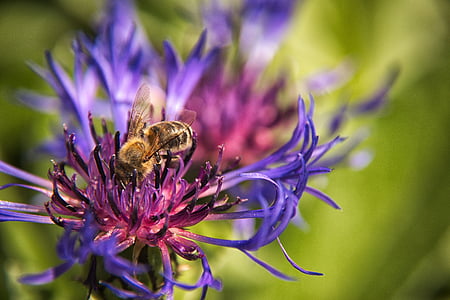 Kornblume, Biene, Blume, Blau, Blüte, Bloom, Sommer