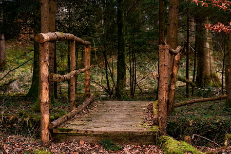forest, bridge, web, boardwalk, old, nature, autumn