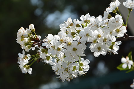 Cherry, blomma, kvist, våren, naturen, Vårens blommor, trädgård