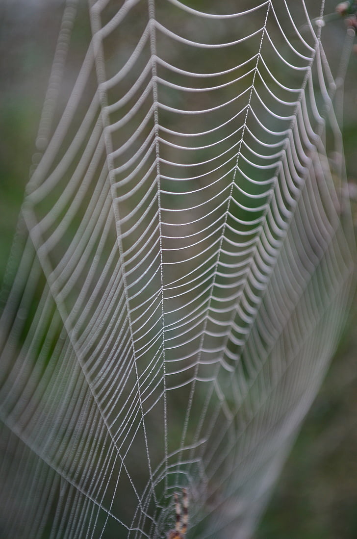cobweb, morning dew, network, case