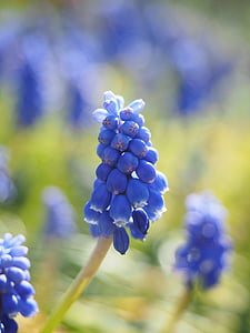 Jacinto, Muscari, Jacinto de uva comum, flor, flor, flor, azul