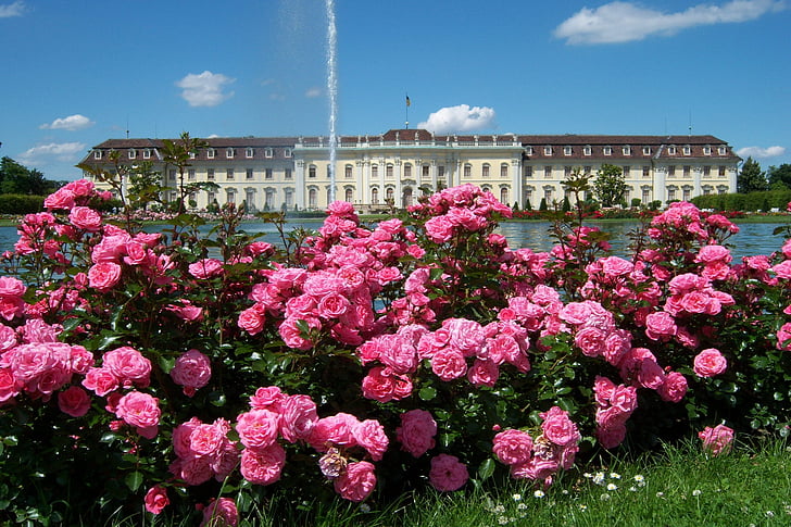 róże, Park, Fontanna, kwiat, Pałac, Architektura, wiosna
