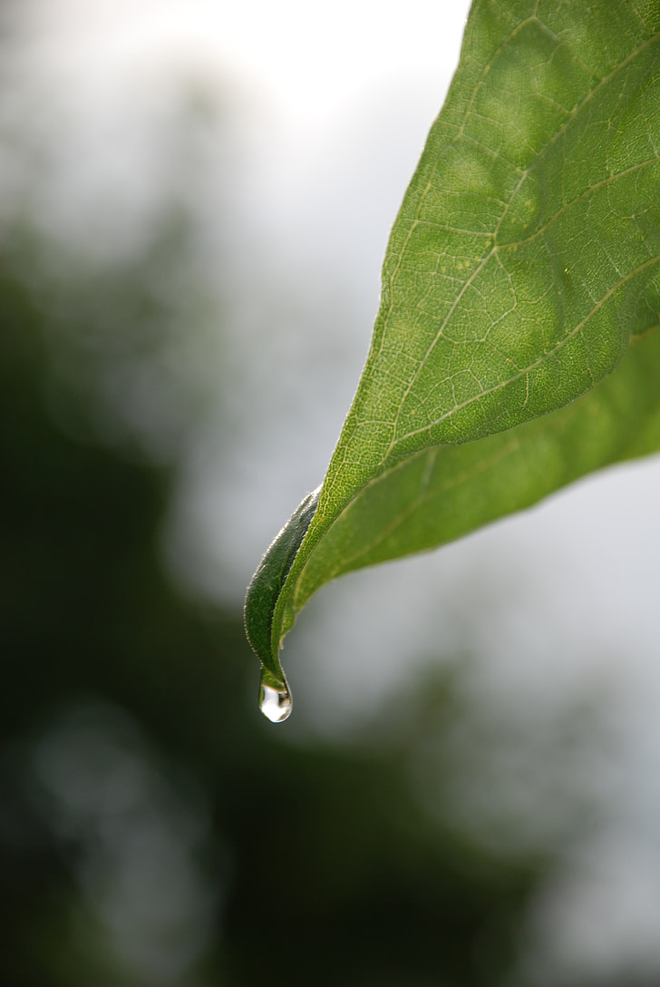leaf, plant, water drops, silver bush, nature, green Color, freshness
