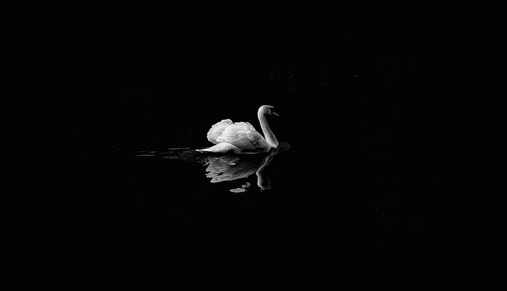 white, swan, floating, water, black and white, dark, duck