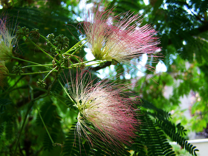 Japonsko hodvábne acacia, Mimosa, ružový kvet