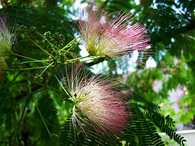 acacia de soie Japon, Mimosa, fleur rose