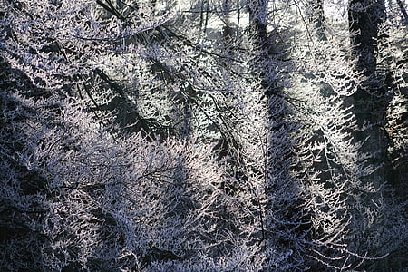 hoarfrost, forest, aesthetic, branches, trees, sunny, sun