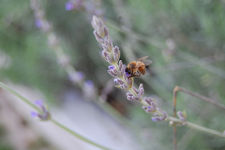 bee, nature, insect, spring, plant, lavender, blossom