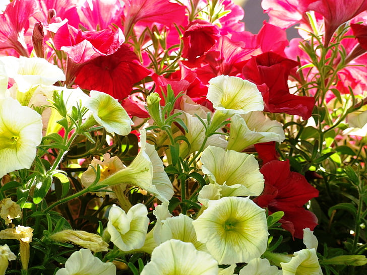 kwiaty, czerwony, Zamknij, kwiat, Geranium, czerwony kwiat, czerwony geranium