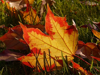 musim gugur, daun, daun, warna-warni, warna, cerah, merah