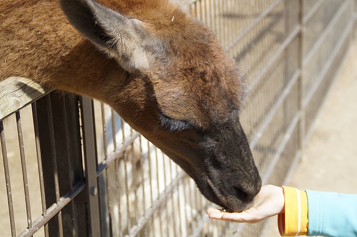 lama, eat, feed, feeding, tame, food, food intake