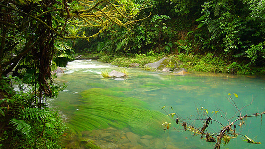 river, water, celeste, jungle, nature, forest, tree