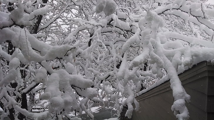 sníh, strom, Zimní, Příroda, chlad, bílá, LED