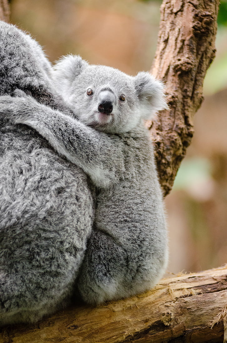 adorable, animal, branch, cute, furry, koala, marsupial