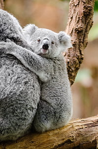 adorable, animal, rama, lindo, furry, Koala, marsupial