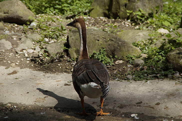 goose, from the rear, move, shadow, water bird, animal, bird