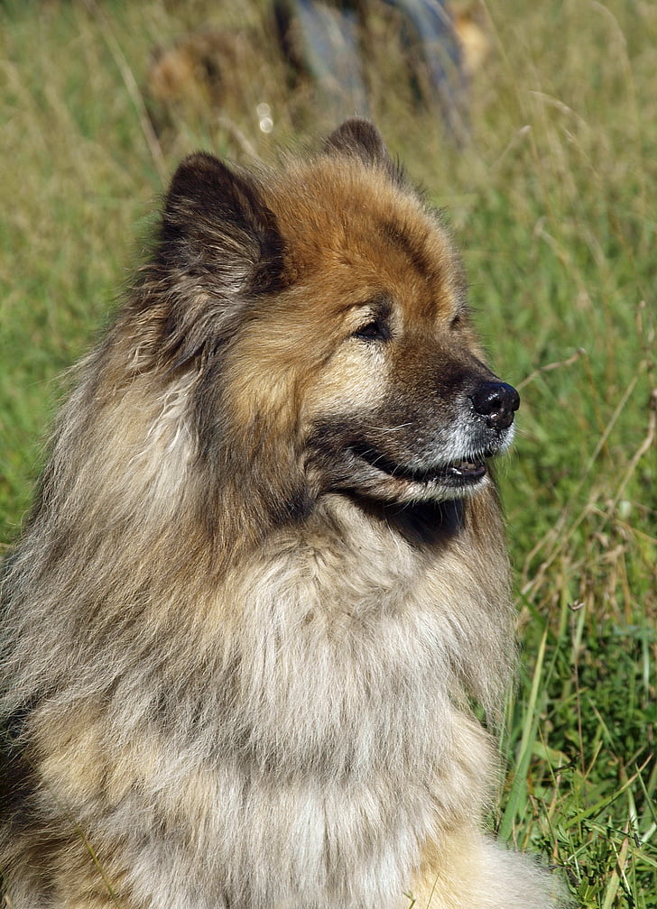 Eurasians, portret, prijazno, pes pogled, blizu, svetlo plašč, pasja glava