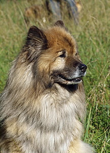 Eurasier, Porträt, freundlich, Hund-Blick, in der Nähe, hellen Mantel, Hundekopf