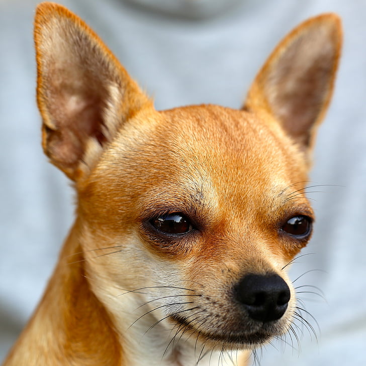 Chihuahua, Sobel givet, hund, dyr, kæledyr, Chihuahua - hunde, canine
