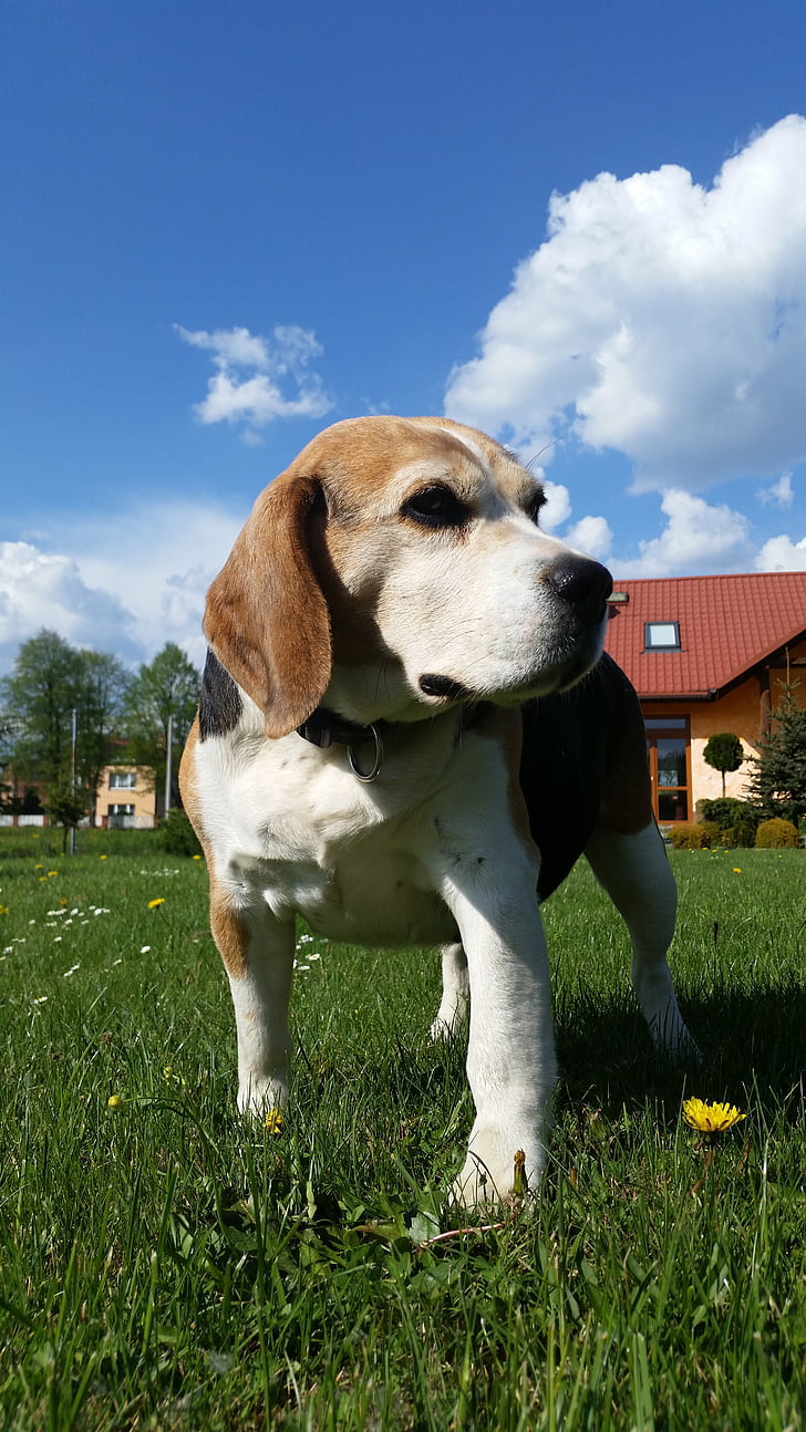 gos, herba, animal, Polònia, jardí, animals de companyia, Beagle