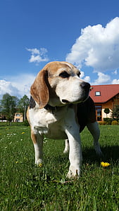 pies, trawa, zwierząt, Polska, ogród, zwierzęta, Beagle