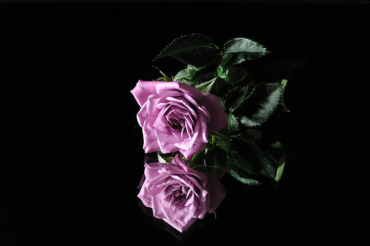 rose, flower, mirroring, reflection, rose - Flower, nature, petal