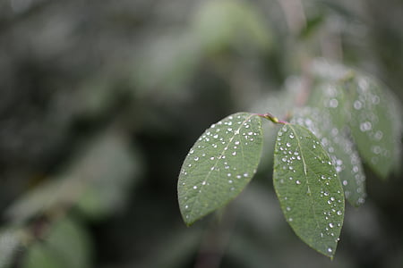 leaves, macro, nature, rain, raindrops, rainy, leaf