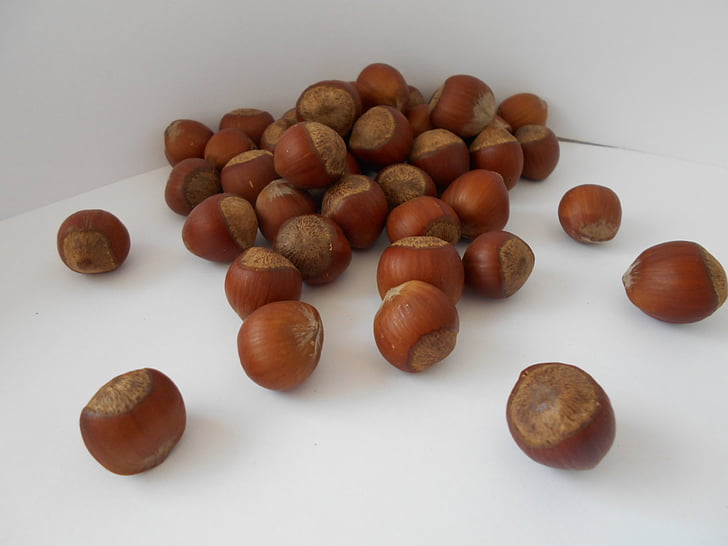 hazelaar, hazelnoot, noten
