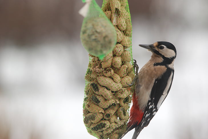 nature, bird, woodpecker, winter, cold, peanut, forage
